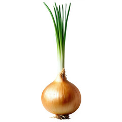 onion with top sprout isolated on transparent background