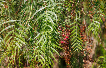 Branch of Schinus molle with leaves and mature fruits. American, false or rose pepper. Bright pepper, peppercorn or California tree. Peruvian peppertree, escobilla, molle del Peru. Canary islands