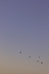 Birds fly in a cloudless sky. Violet shades of the sky.
