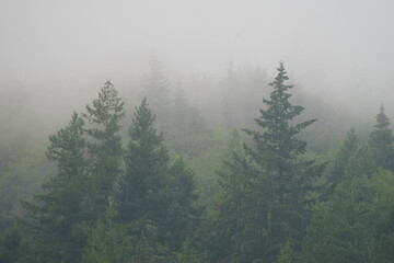 Moody fog over Pacific Northwest forest of pine trees on Mount Hood Oregon