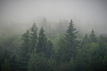 Moody fog over Pacific Northwest forest of pine trees on Mount Hood Oregon