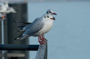 Mouettes dans la brume en automne au bord du lac Léman 