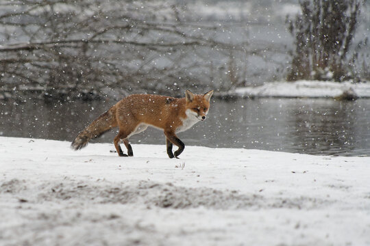 Fuchs auf Nahrungssuche im Winter