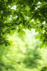 Lush green leaves creating a natural frame