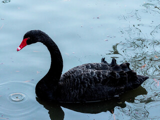 Naklejka premium Black swan on the lake, El Retiro, Madrid, Spain