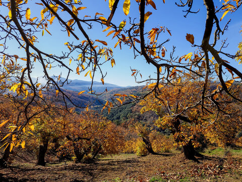 Photo of chestnut forest on a sunny day
