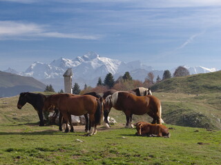 Obraz premium troupeau de chevaux devant le Mont-Blanc sur le plâteau de Plaine-Joux dans le Chablais situé dans les Alpes