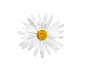 Chamomile flower, close-up