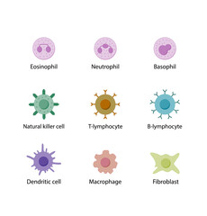 Cells of the innate and adaptive immune system, Hematopoiesis cell type scheme, stem cell, B and T lymphocytes, Basophil, neutrophil, eosinophil, monocyte, dendritic cell, macrophage and plasma cell