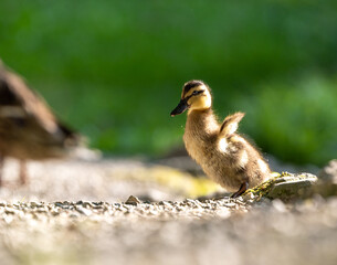 Entenjunges am Teich