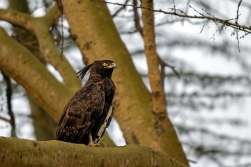 Long Crested Eagle on a tree branch with blurry bright sky in the background