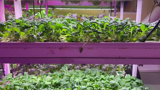 leafy greens and herbs grown on shelves in a greenhouse using hydroponics, aeroponics and vertical farming