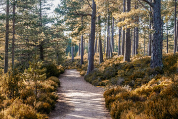 Walking around Rothiemurchus Forest and Loch an Eilein