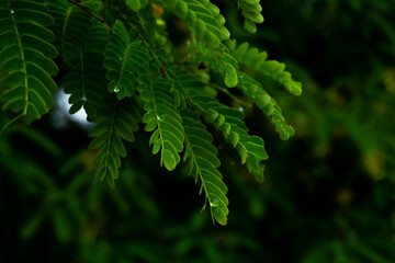 Rain-soaked tamarind leaves on the hilltops create a unique background.