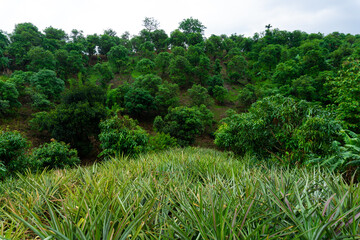 Jhum cultivation in the hills of Bandarban. Closeup image of pineapple. The best quality of pineapples in Bangladesh is grown in Bandarban.