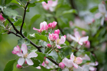 Beautiful flowering branch of apple tree in spring