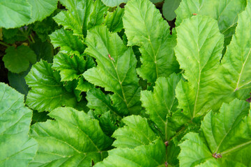 Green leaves. Suitable for creating backgrounds
