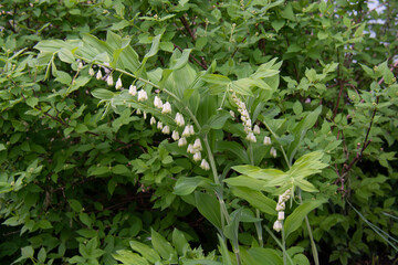 Beautiful white dicentra flowers on a background of green leaves