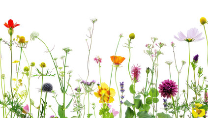 PNG Colorful wildflowers on white background