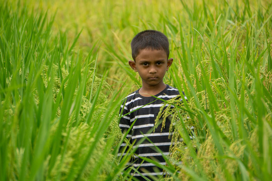 A child in the middle of a paddy field. A child is walking through the paddy fields on both sides. Village children in Bangladesh play in the field. 