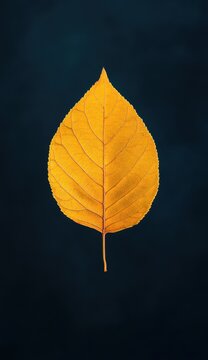 Vibrant autumn leaf against a dark background