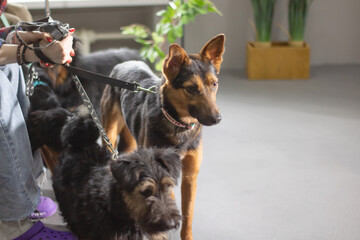 A woman leisurely sits on a park bench with three dogs securely on leashes