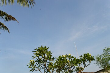 palm trees against blue sky