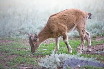sheep and goats on pasture