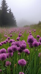 Fototapeta premium Purple flowering chives sway gently in a serene garden at sunset showcasing natures beauty
