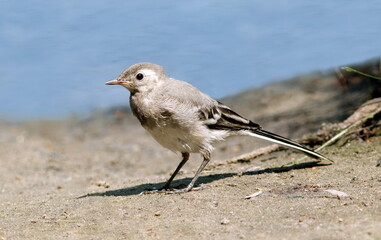 a white wagtail chick stands by the water