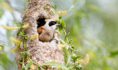 penduline tit in the nest