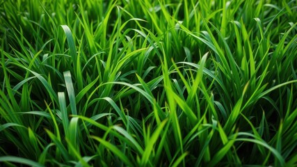Obraz premium Lush green grass background perfect for nature-themed designs, growth, vibrant
