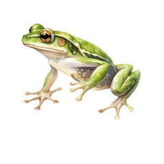 Obraz premium Jumping Frog Watercolor Illustration isolated on white or transparent background, png clipart, design element