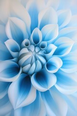 Closeup of a beautiful blue and white dahlia flower