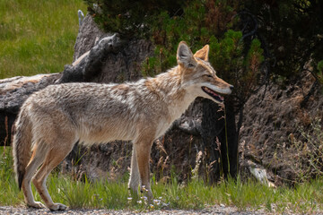 Fototapeta premium Coyote