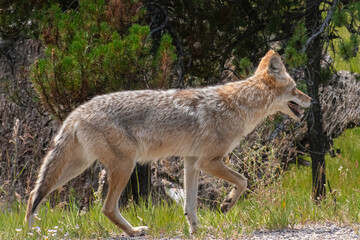 Fototapeta premium Coyote on the prowl