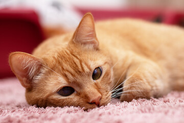 Charming Orange Cat Comfortably Relaxing on Soft and Cozy Carpet with a Peaceful Vibe