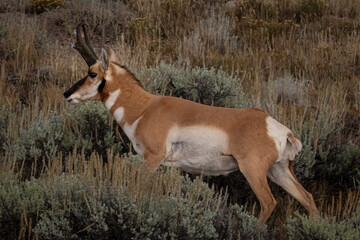 Antelope buck