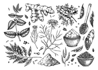 Indian cuisine herb and spice sketches set. Curry, cumin, mustard, turmeric, coriander, cloves chalk drawing. Kitchen spices hand-drawn vector illustration. NOT AI generated