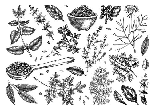 Middle Eastern cuisine herb and spice sketches set - parsley, thyme, cumin, laurel, mint, sage, cilantro hand-drawn vector illustration. NOT AI generated