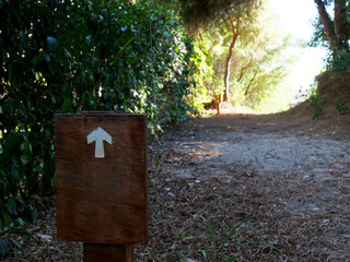 directional sign on hiking path in the forest