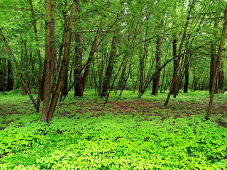 forest with green trees and brushwood. rich flora among trees.