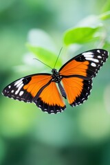 Naklejka premium Vibrant orange and black butterfly resting on a green leaf
