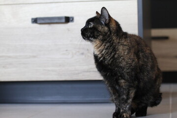 tabby and white cat outdoors with green plants garden in street cars