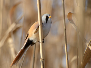 Bearded Parrotbill, Усатая синица