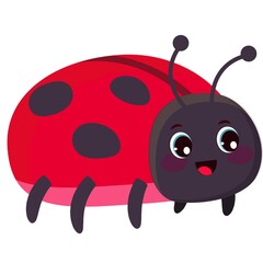 ladybug on white background