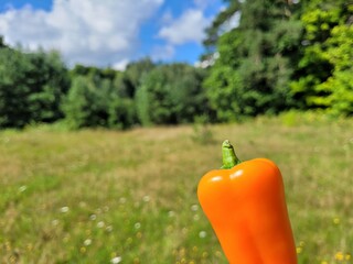 One orange paprika and beautiful background.