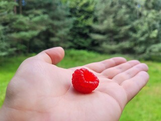 One sweet raspberry for yummy taste.