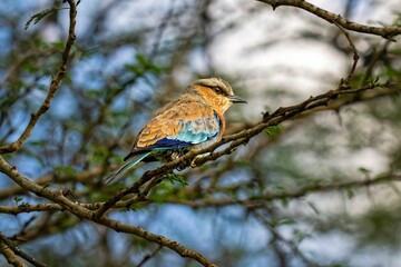 Indian Roller on a tree twig with a blurry bright sky in the background