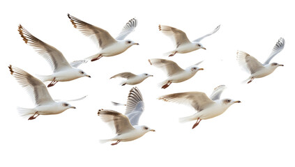 Obraz premium Migrating Geese in Flight